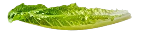 Salade fraîche